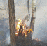 Пожар в «Денежкином камне» потушили. Заповедник горел 22 дня - 66.Ru
