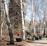 В Екатеринбурге прошли городские субботники - Городская Дума