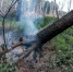 Лесные пожарные-волонтеры в Свердловской области будут учиться на практике - EaNews.Ru