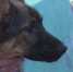 Сотрудники передержки ищут владельцев для почти сотни бездомных четверолапых - ГТРК Урал