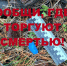 Следователи полиции Серова направили в суд уголовное дело о незаконном приобретении и хранении наркотических средств в крупном размере - ГУ МВД Свердловской области