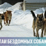 Стаи бездомных собак: что делать и куда обращаться? - Департамент ветеринарии