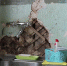 Глава СКР взял на контроль дело о замерзающей в аварийном бараке семье из Карпинска - EaNews.Ru